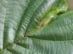 Heliozela resplendella