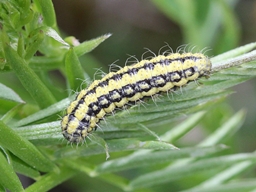 Heterogynis penella