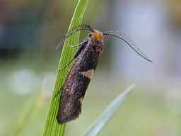 Mai 2006 (Côtes d'Armor)