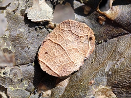 Juin 2022 (Côtes d'Armor)