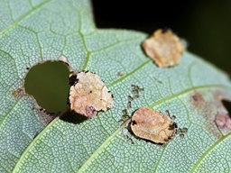 Mai 2022 (Côtes d'Armor)