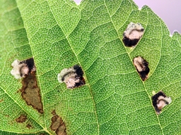 Mai 2022 (Côtes d'Armor)