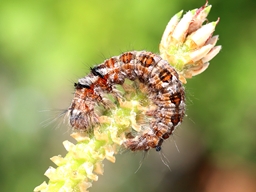 Avril 2025 (Côtes d'Armor)