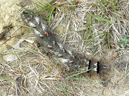 Avril 2011 (Finistère)