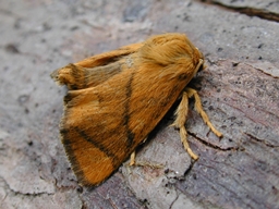 Apoda limacodes