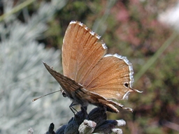 Cacyreus marshalli