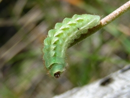 Callophrys rubi