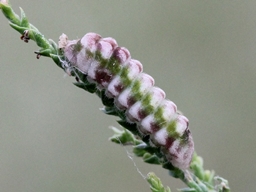 Celastrina argiolus