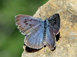 Juin 2020 (Lozère)