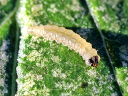 Leucoptera malifoliella