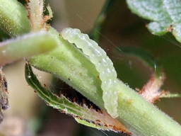 Lyonetia prunifoliella