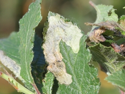 Lyonetia prunifoliella