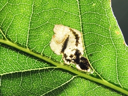 Ectoedemia albifasciella