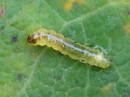 Novembre 2025 (Côtes d'Armor)