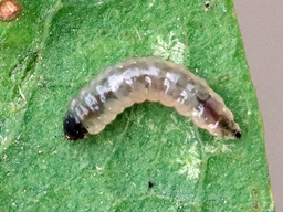 Septembre 2025 (Orne)