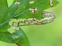 Septembre 2025 (Orne)