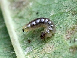 Ectoedemia erythrogenella