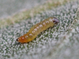 Ectoedemia heringella