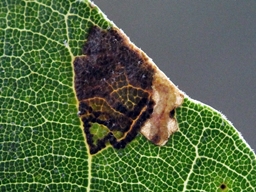 Ectoedemia heringella