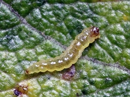 Ectoedemia intimella