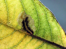 Ectoedemia intimella