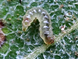 Ectoedemia occultella