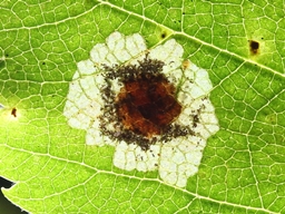 Ectoedemia occultella