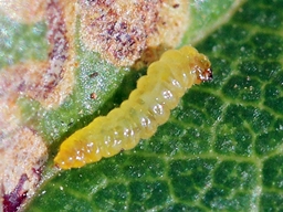 Ectoedemia spinosella