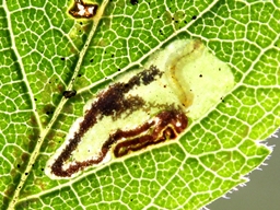 Ectoedemia spinosella