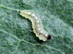 Ectoedemia subbimaculella