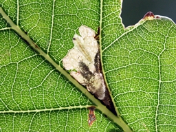 Ectoedemia subbimaculella