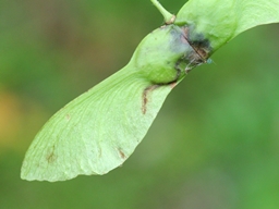 Etainia louisella