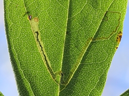 Stigmella aceris