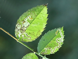 Août 2025 (Côtes d'Armor)