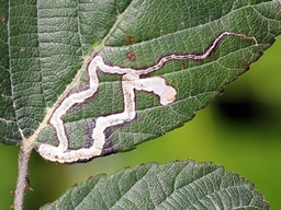 Stigmella aurella