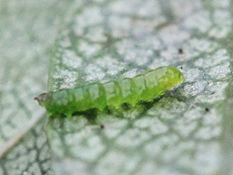 Stigmella crataegella