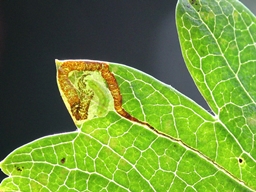 Stigmella crataegella