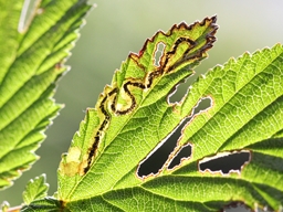 Stigmella filipendulae