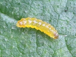 Stigmella lemniscella_