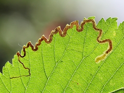 Stigmella lemniscella