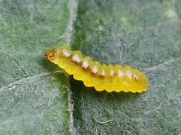 Stigmella malella