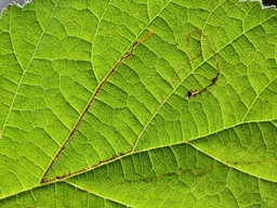 Stigmella microtheriella