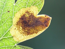 Stigmella paradoxa