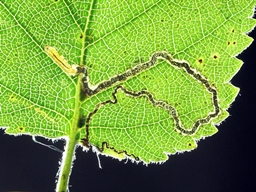 Stigmella sakhalinella