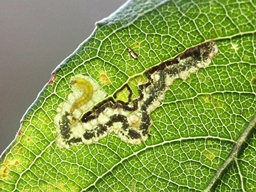 Stigmella salicis