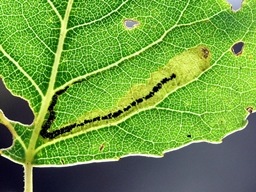 Stigmella trimaculella