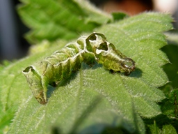 Abrostola triplasia