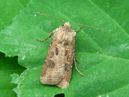 Juin 2008 (Côtes d'Armor)