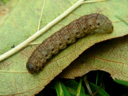 Agrotis puta