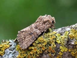 Mai 2013 (Aveyron)